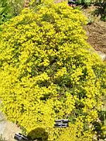 Alyssum Bertolonii (fam Cruciferes) (Est de l'Europe meridionale) (02) (Photo F. Mrugala)